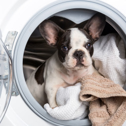 French bulldog puppy inside the washing machine