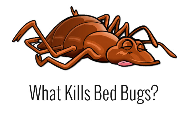 what kills bed bugs? 