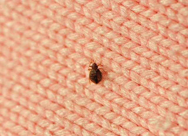 glendale homeowners Bed bugs are more likely to be attracted to dirty clothes than clean clothes 